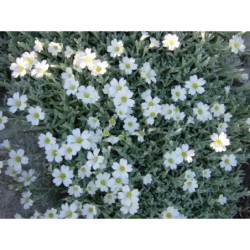 Cerastium tomentosum Silber teppich - rožec