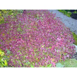 Ceratostigma plumbaginioides