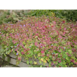 Ceratostigma plumbaginioides