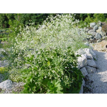 Crambe - katrán
