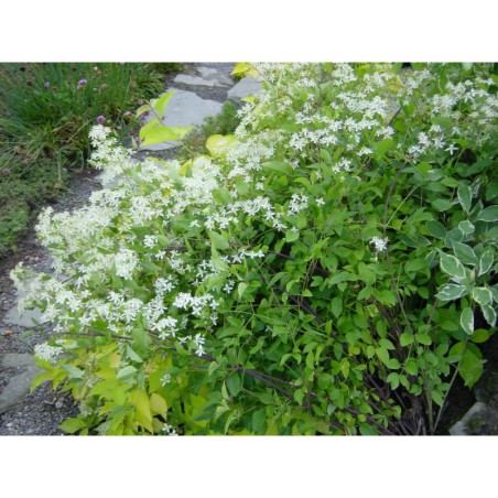 Clematis recta - plamének přímý