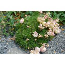 Coluteocarpus vesicaria