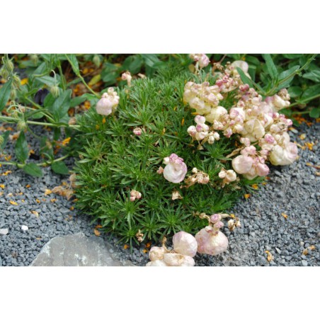 Coluteocarpus vesicaria