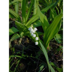 Convalaria majalis - konvalinka vonná