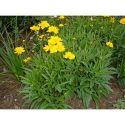 Coreopsis grandiflora - krásnoočko