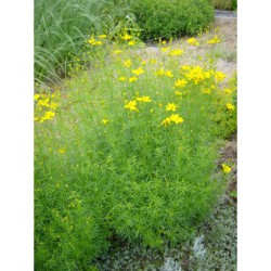 Coreopsis verticilata - krásnoočko