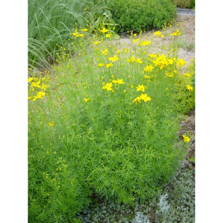 Coreopsis verticilata - krásnoočko
