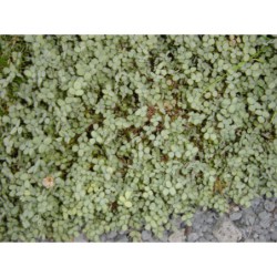 Acaena buchananii - acéna