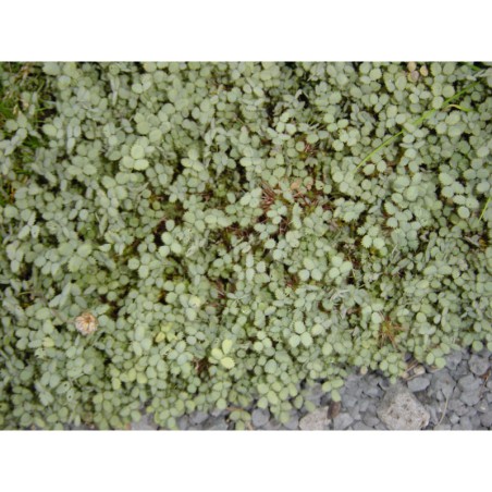 Acaena buchananii - acéna