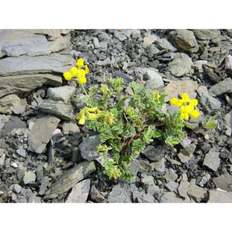 Coronilla minima - čičorka