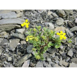 Coronilla minima - čičorka