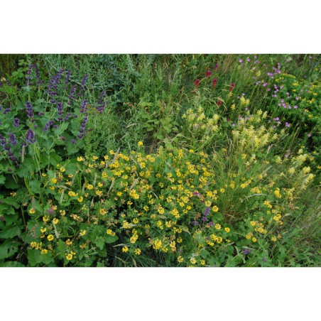 Coronilla coronata - čičorka věnčená