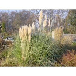 Cortaderia selloana - kortadérie