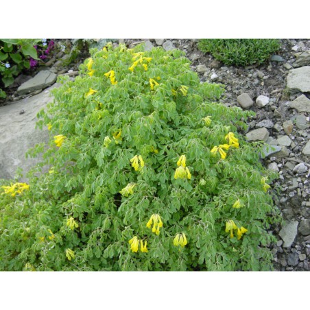 Corydalis lutea - dymnivka žlutá