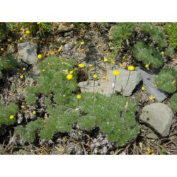 Cotula hispida - mechovec