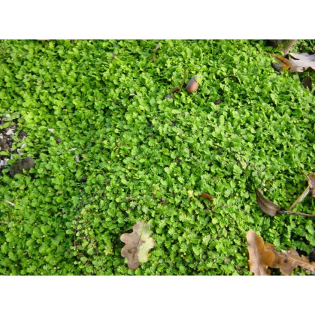 Cotula dioica - mechovec