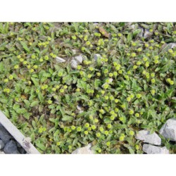 Cotula potentillina - mechovec