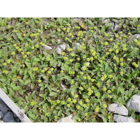 Cotula potentillina - mechovec