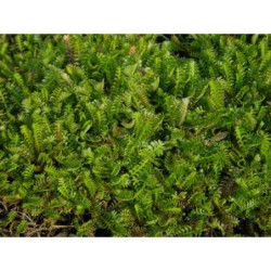 Cotula squalida - mechovec