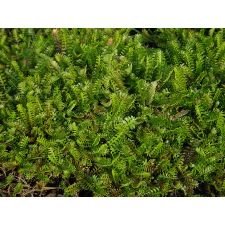 Cotula squalida - mechovec