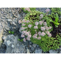 Crassula milfordiae - tlustice