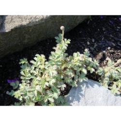 Acaena glaucophylla - acéna