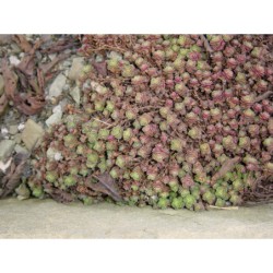 Crassula milfordiae - tlustice