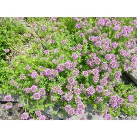 Crucianela stylosa - křížmolistec