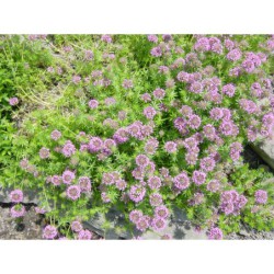 Crucianela stylosa - křížmolistec