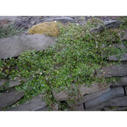 Cymbalaria muralis - zvěšinec