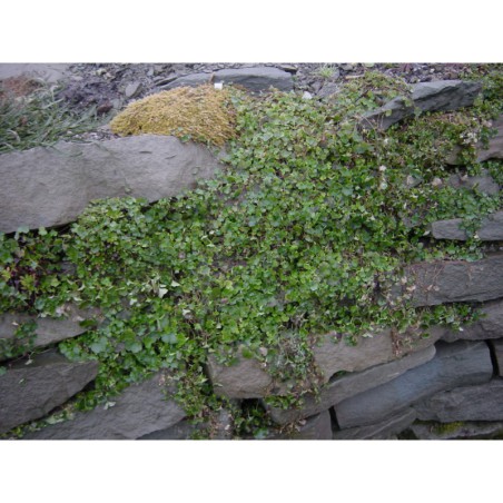 Cymbalaria muralis - zvěšinec