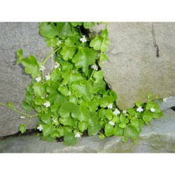 Cymbalaria muralis Alba - zvěšinec