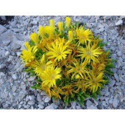 Delosperma congestum