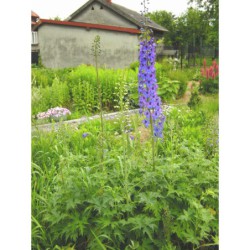 Delphinium cultorum - stračka