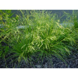 Deschampsia caespitosa - metlice trsnatá