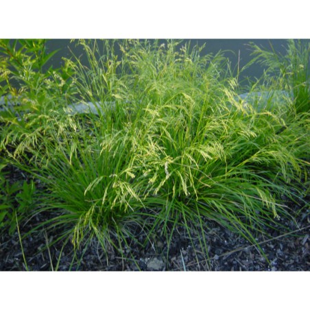 Deschampsia caespitosa - metlice trsnatá