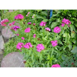 Dianthus barbatus - hvozdík