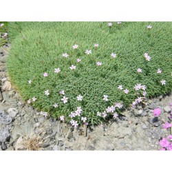 Dianthus erinaceus - hvozdík