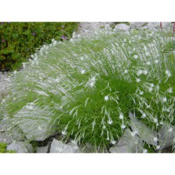 Dianthus noeanus - hvozdík