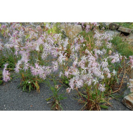 Dianthus superbus - hvozdík pyšný