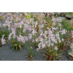 Dianthus superbus - hvozdík pyšný