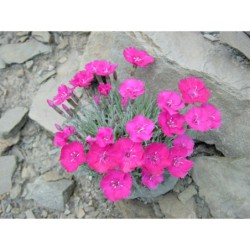 Dianthus caesius Badenia - hvozdík