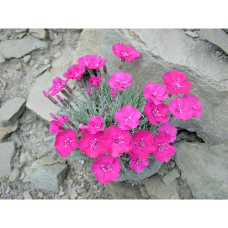 Dianthus caesius Badenia - hvozdík