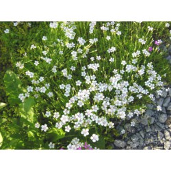Dianthus deltoides Alba - hvozdík kropenatý