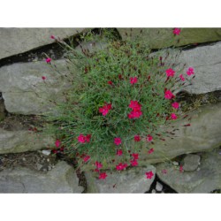 Dianthus deltoides Brillant - hvozdík kropenatý