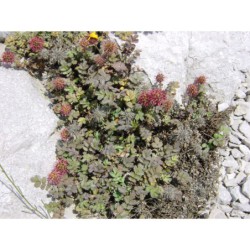 Acaena microphylla Kupferteppich - acéna