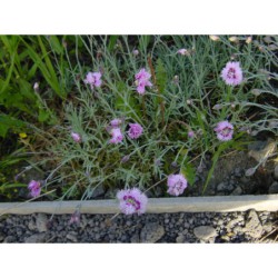 Dianthus plumarius Her Majesty - hvozdík