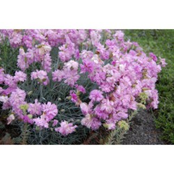 Dianthus plumarius Compactus - hvozdík