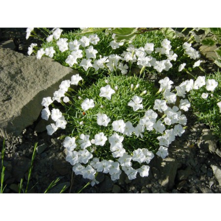 Dianthus subacaulis Alba - hvozdík
