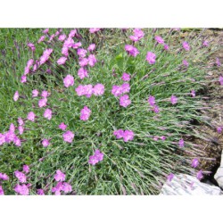 Dianthus subacaulis fl.pl. - hvozdík